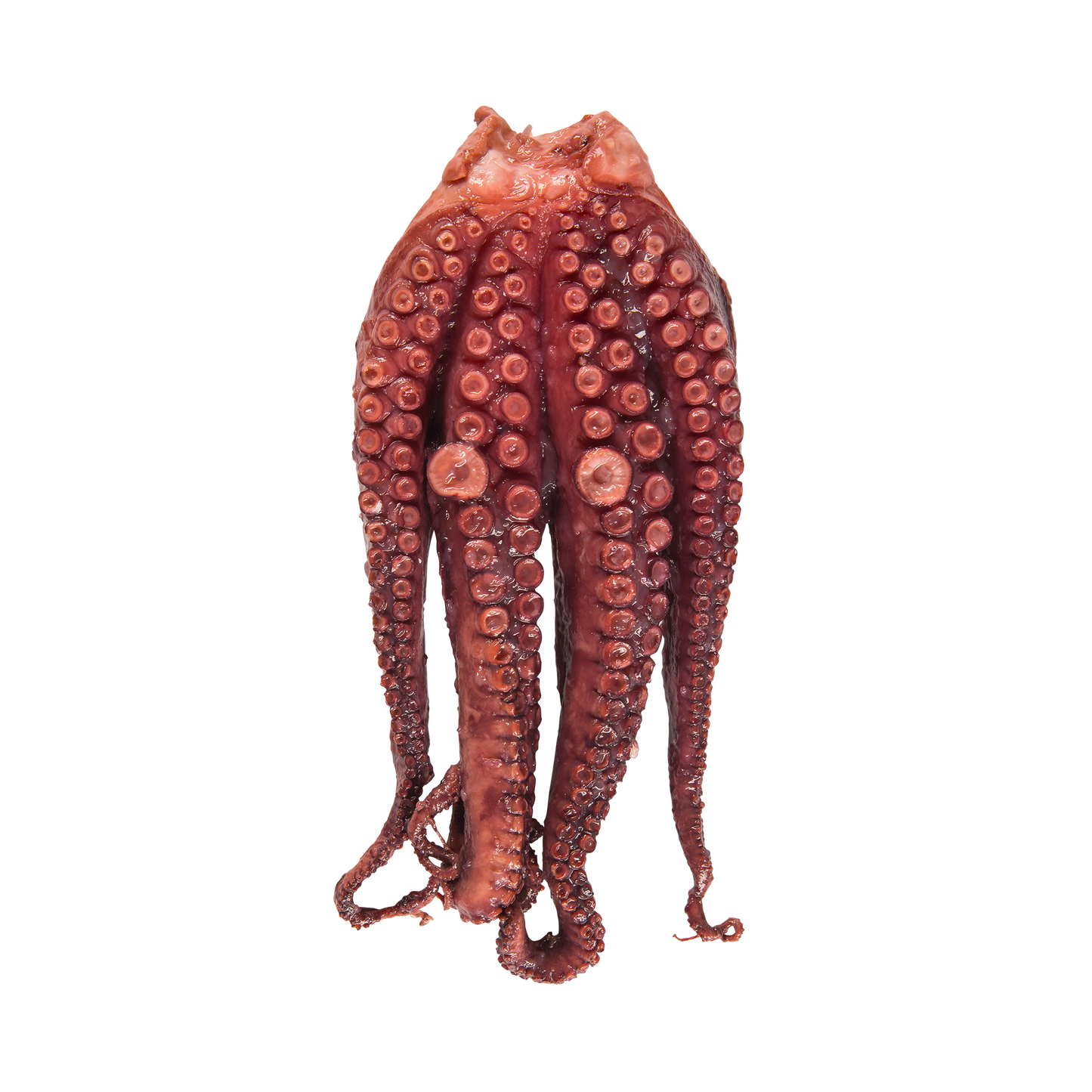 Vorgegarter Oktopus