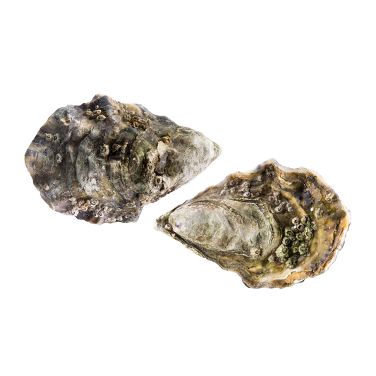 Gillerdeau Austern Nr. 2