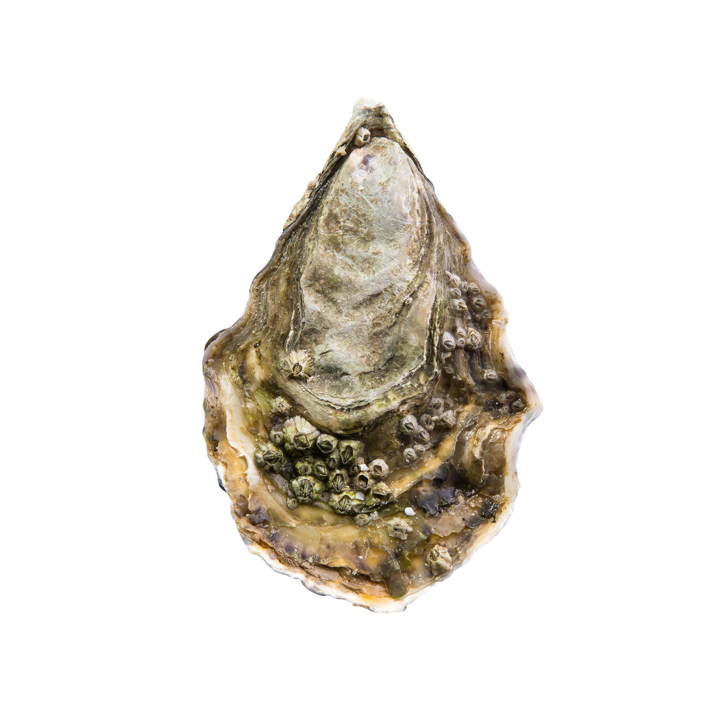 Gillerdeau Austern Nr. 2