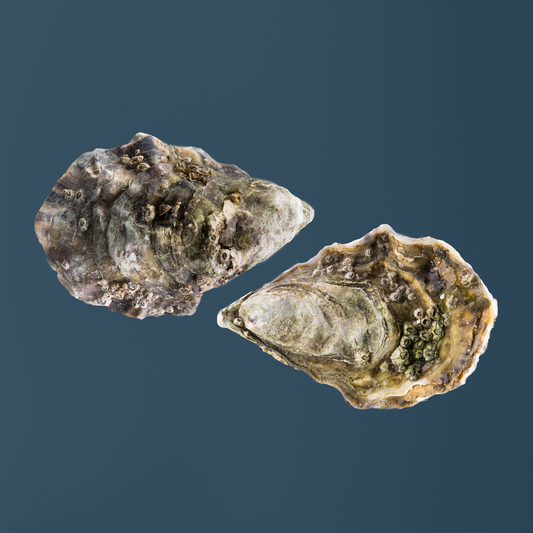 Gillerdeau Austern Nr. 2