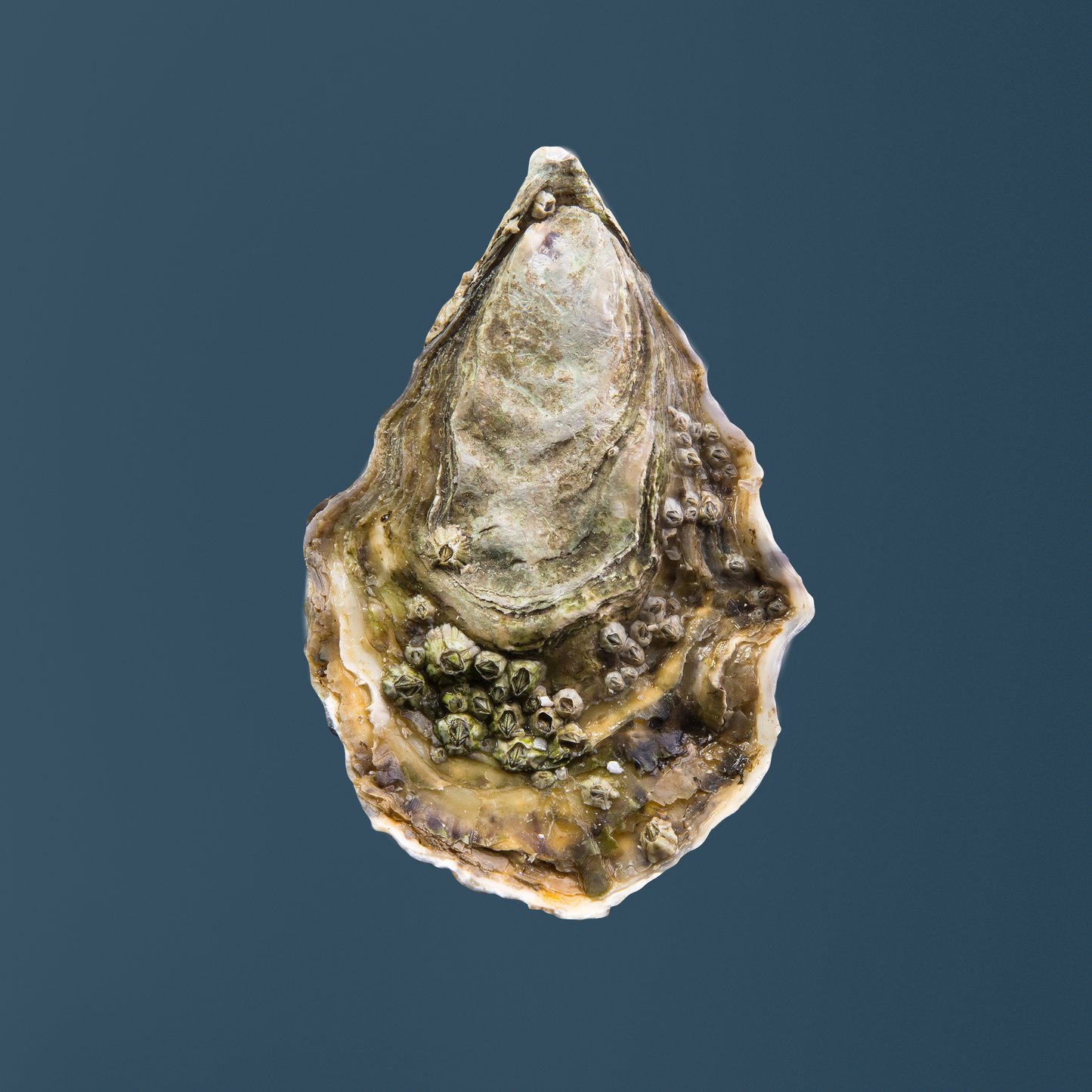 Gillerdeau Austern Nr. 2